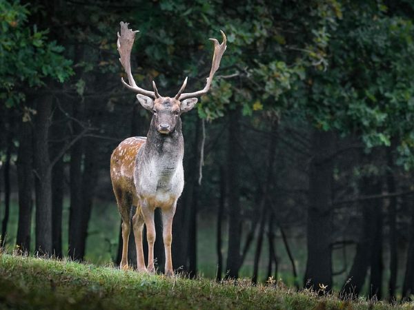 A vow Towards Safekeeping Mother Nature