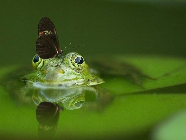 A vow Towards Safekeeping Mother Nature