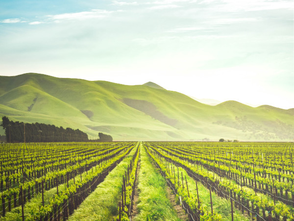 Organic Farming Yields 10-Fold Increase in Earning