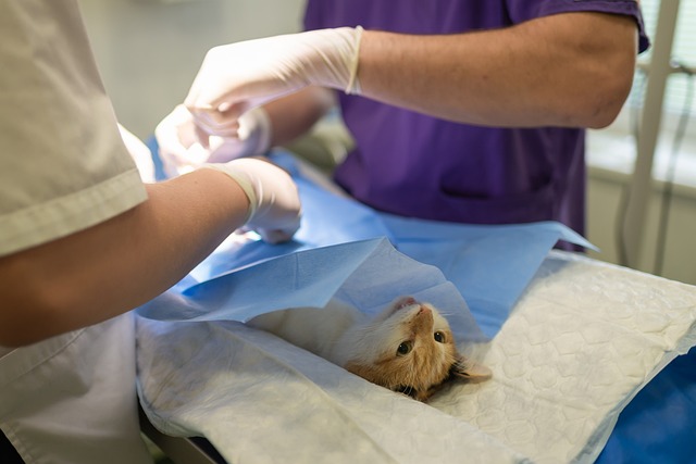 Scope and Career opportunities for Veterinarians