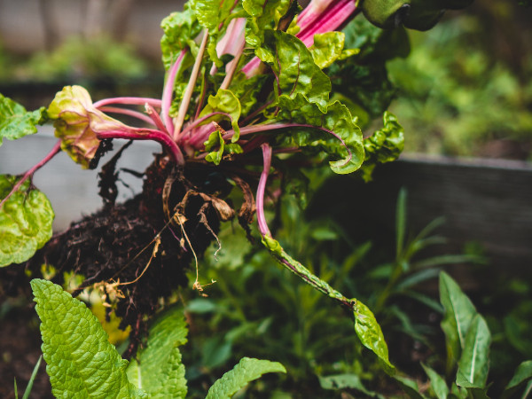 Organic Farming Yields 10-Fold Increase in Earning