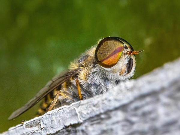 Scope and Career Opportunities in Entomology in India - Careerindia