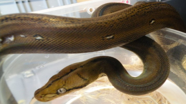 What Is the Difference Between Cold-Blooded What Is the Difference Between Cold-Blooded