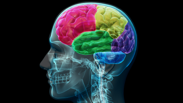 Impact of Online Interactions on Brain Activity