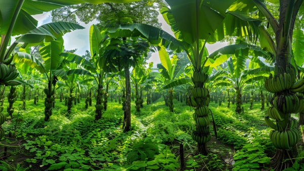 Know The Lungs Of Your City 