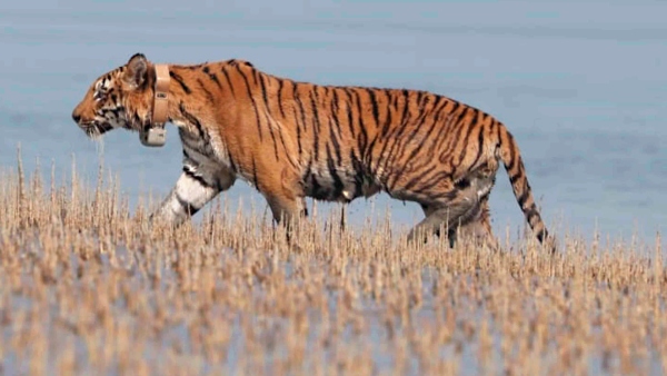 State-wise List of Mangrove Sites in India