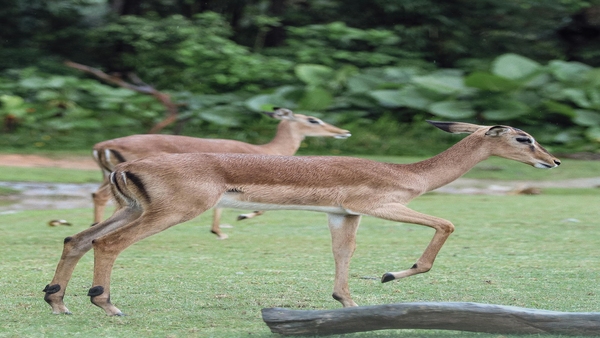 List of National Parks in India