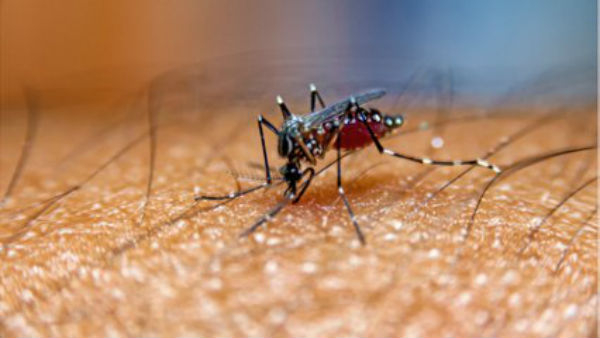 Top 10 Diseases Transmitted Through Insects