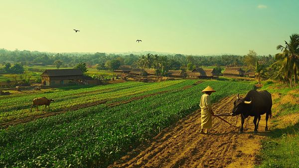 Agriculture's Role in India's Economy