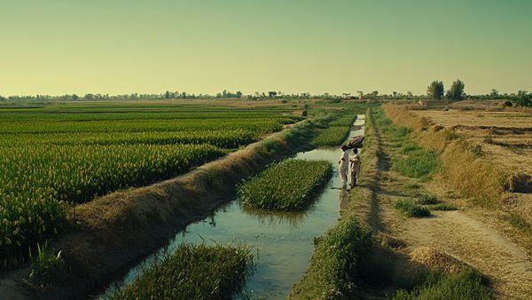 Key Crops of Alluvial Plains Explained