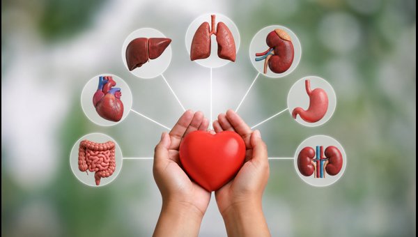 World Organ Donation Day 2026: Save Lives World Organ Donation Day 2026: Save Lives