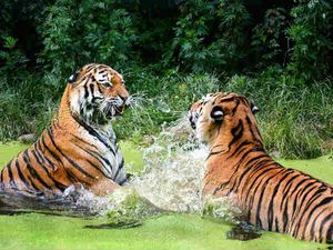 International Tiger Day 2022 : ಈ ದಿನದ ಇತಿಹಾಸ, ಮಹತ್ವ, ಉಲ್ಲೇಖ ಮತ್ತು ಘೋಷಣೆಗಳು ಇಲ್ಲಿವೆ