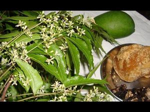 Essay On Ugadi Festival In Kannada : ಯುಗಾದಿ ಹಬ್ಬದ ಕುರಿತು ಪ್ರಬಂಧ ಬರೆಯಲು ಇಲ್ಲಿದೆ ಮಾಹಿತಿ