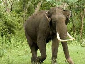 World Elephant Day 2022 History : ವಿಶ್ವ ಆನೆ ದಿನದ ಇತಿಹಾಸವೇನು ಗೊತ್ತಾ ?