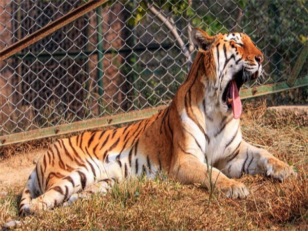 ಅಂತಾರಾಷ್ಟ್ರೀಯ ಹುಲಿ ದಿನದ ಇತಿಹಾಸ, ಮಹತ್ವ, ಘೋಷಣೆ ಮತ್ತು ಉಲ್ಲೇಖಗಳು