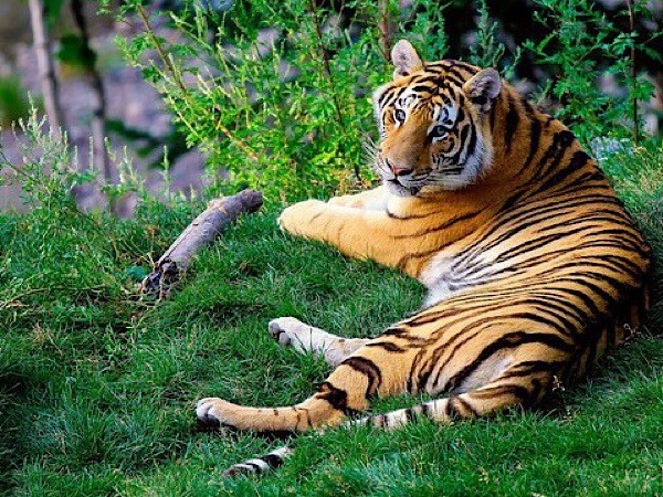 ಅಂತರರಾಷ್ಟ್ರೀಯ ಪ್ರಾಣಿ ಹುಲಿ ಬಗ್ಗೆ ನಿಮಗೆ ಗೊತ್ತಿರದ ಆಸಕ್ತಿದಾಯಕ ಸಂಗತಿಗಳು