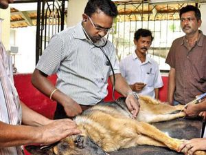 மாணவர்களே ஹேப்பி நியூஸ்..  கால்நடை மருத்துவப் படிப்பிற்கு 