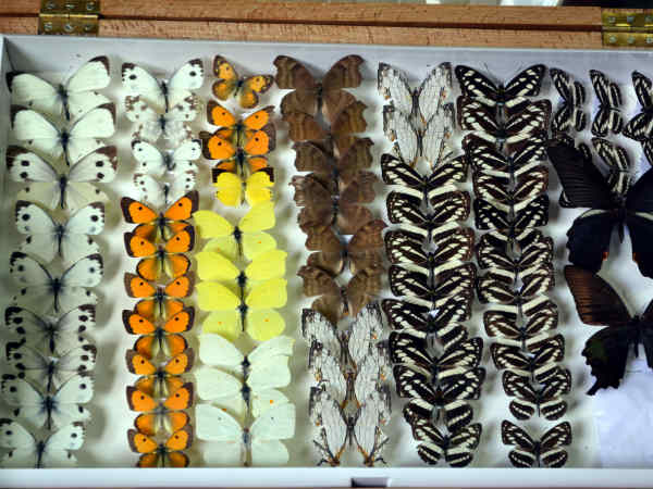 ஆராய்ச்சி மாணவர்களுக்கு உதவ கோவையில் ரூ.1 கோடியில் பூச்சியியல் மியூசியம்!